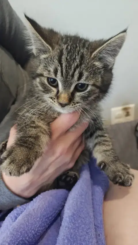 Bo Peep'S Jessie Kitten