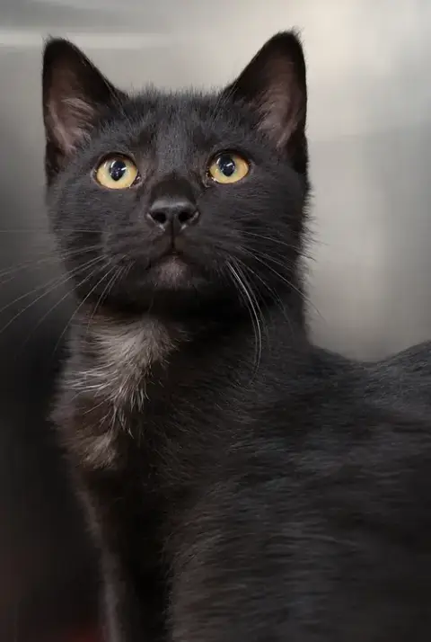 Kitten Buttons photo 2