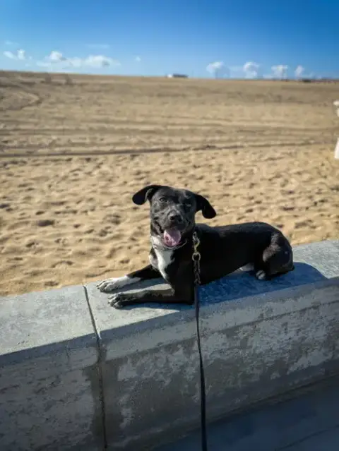 Baxter photo 5
