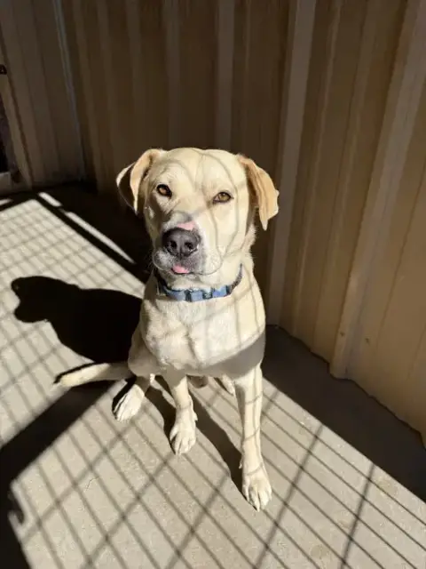 Butch