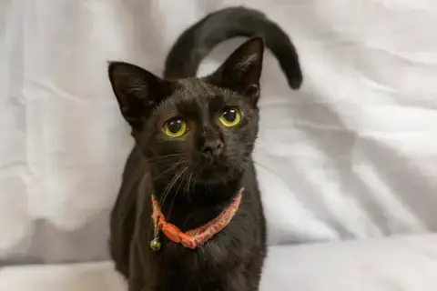 Soot