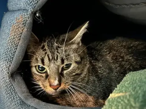 Tabitha