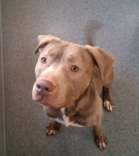 Hugo