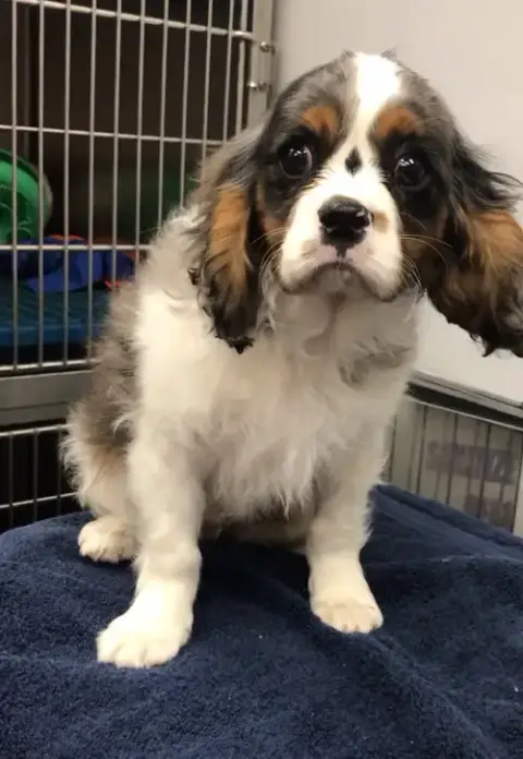 Harvey
