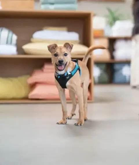 Hank