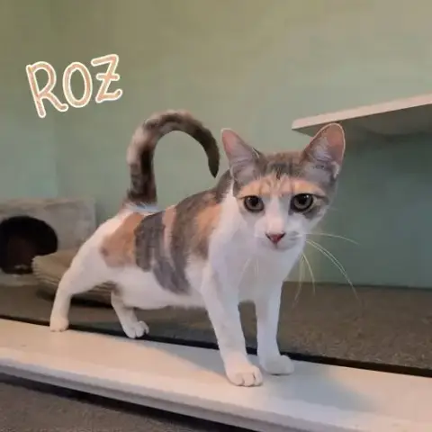 Roz photo 3