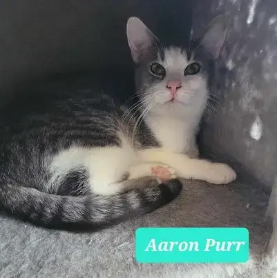 Any Cat
