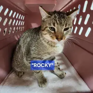 Rocky photo 3