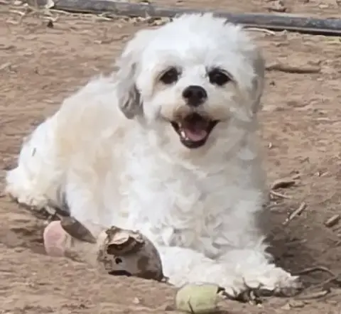 **Lola