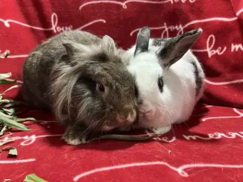 Gigi And Prince