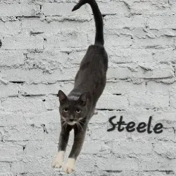 Steele #Old-Man-Big-Heart