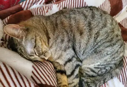 Abby