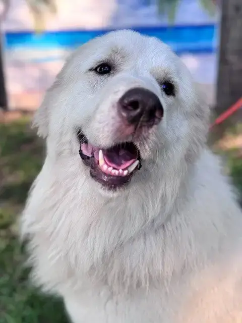 Finn photo 2
