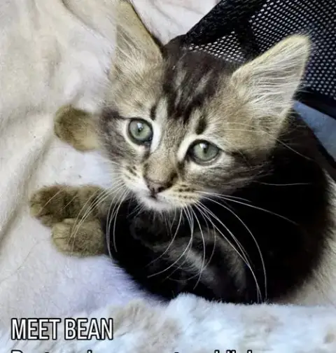 Bean photo 2