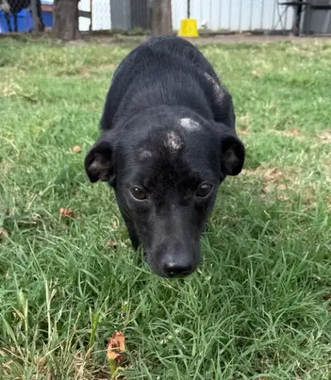 Pepper photo 2