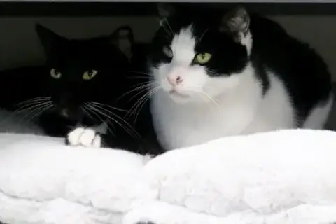 Nicos photo 2