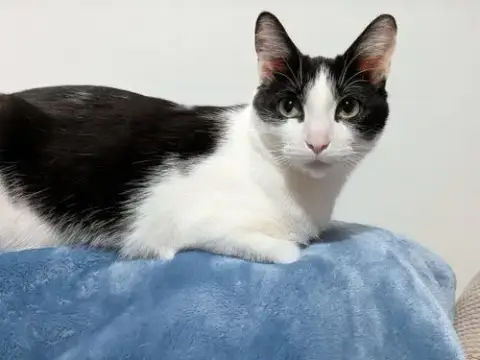 Viola