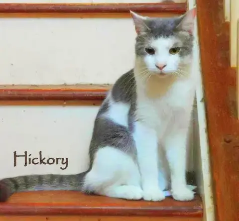 Hickory photo 2
