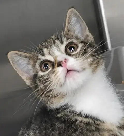 Kitten Bolo