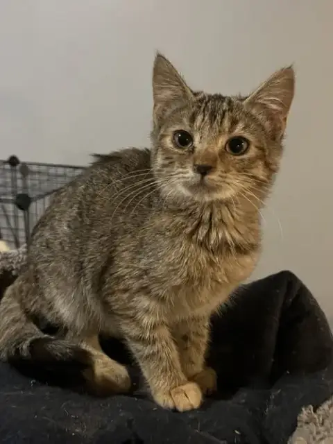 Tiki