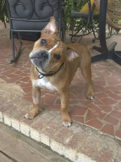 Louie Meatball Mcsnort photo 2