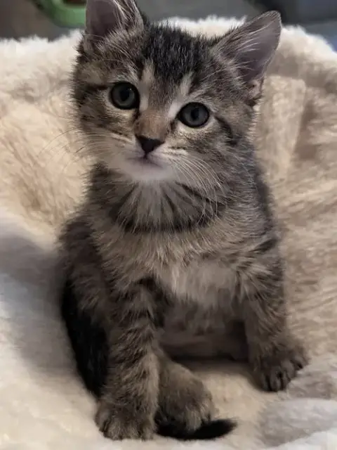 Ella