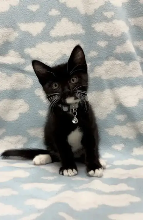 Cosmo