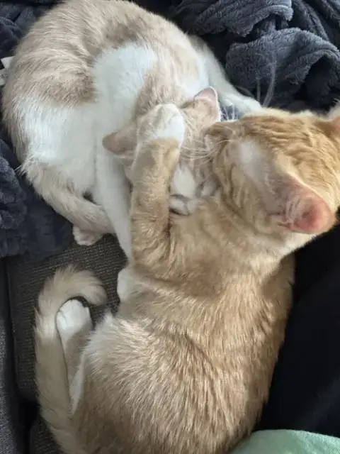 Ginger And Smooch photo 3
