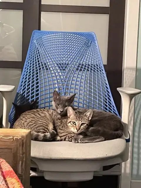 Sprig & Loki