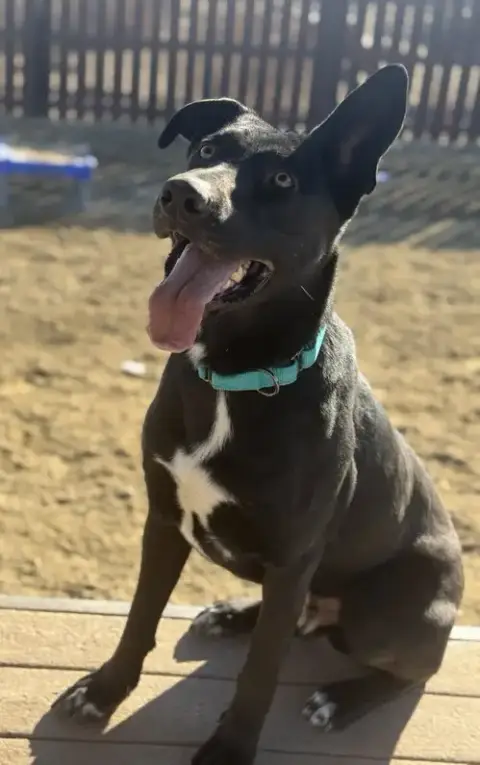 Smokey photo 4