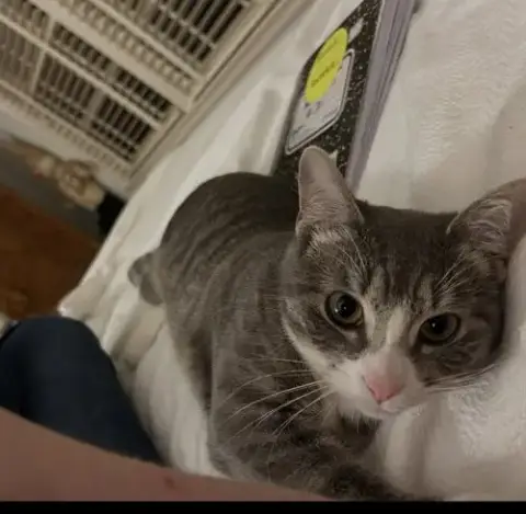Carly Kat photo 4