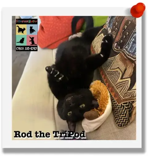 Rod The Tripod photo 5