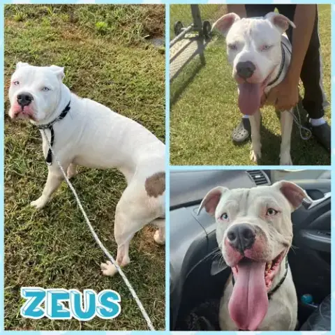 Zeus photo 5