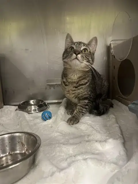 Snicklefritz