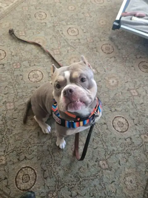 Ozzy