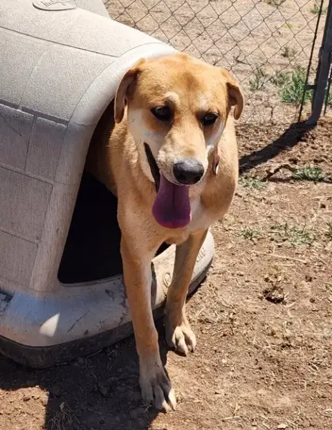 Rosie