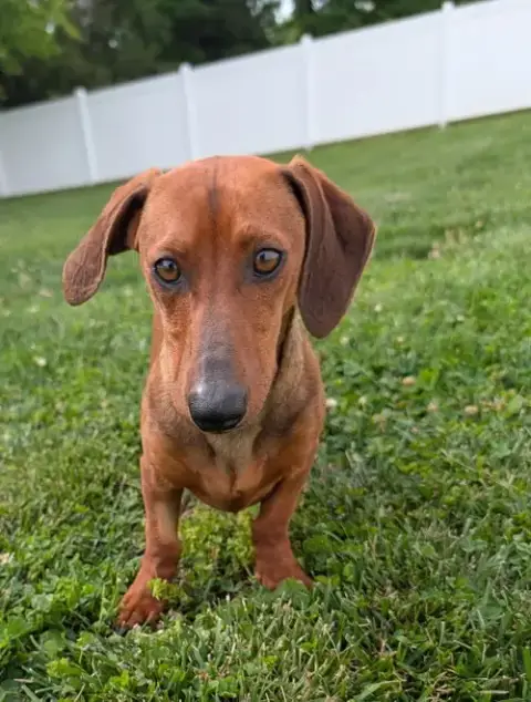 Hugo In Nc photo 4