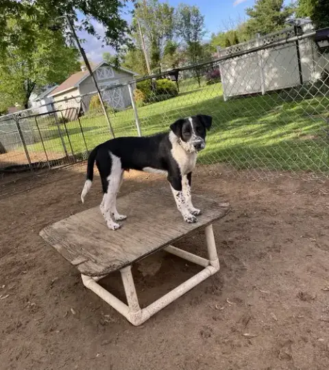 Ollie photo 2