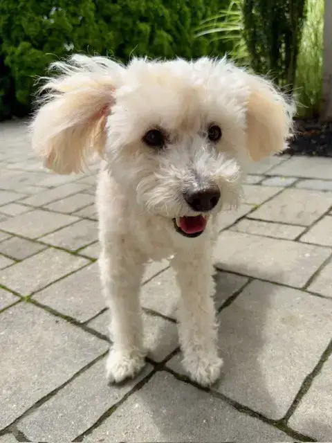Benny