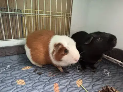 Tango And Cash photo 2