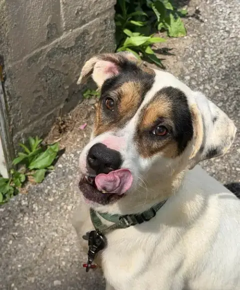 Benji photo 2