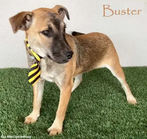 Buster