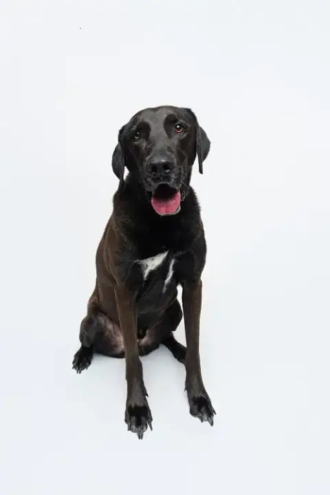 Levi photo 4