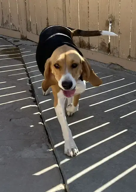 Ella-Adopted 6/17/26