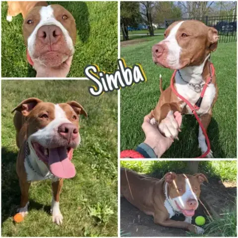 Simba