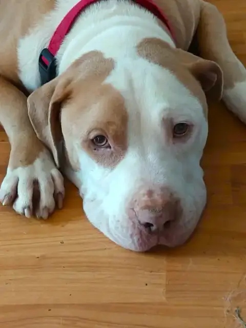 Teddy