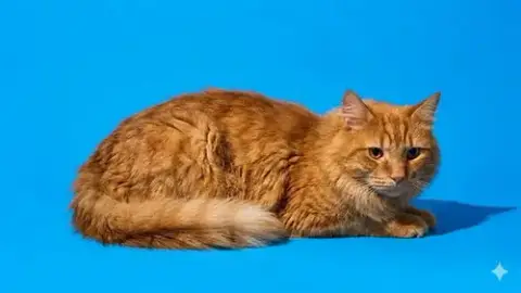 Nom Nom