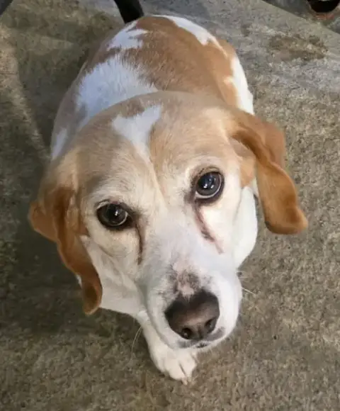 Penny