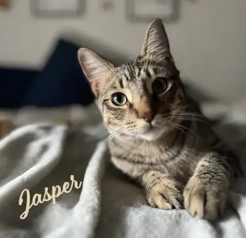 Jasper #Car-Stowaway