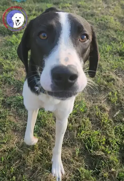 Henry
